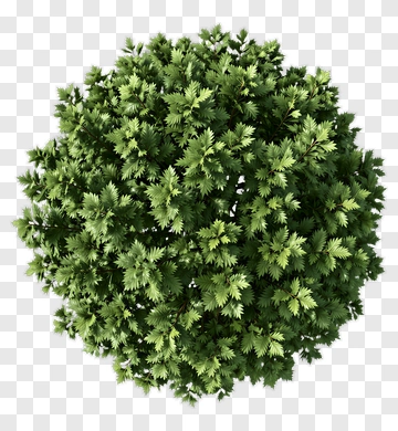Green Tree PNG