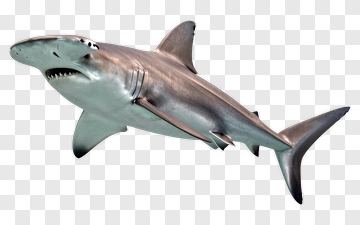 Realistic Shark Swimming In Water PNG
