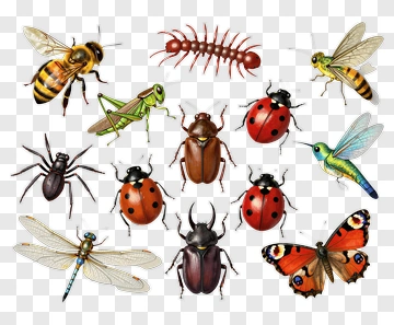 Collection Of Insects And Bugs PNG