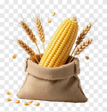 Corn And Wheat In A Burlap Sack PNG