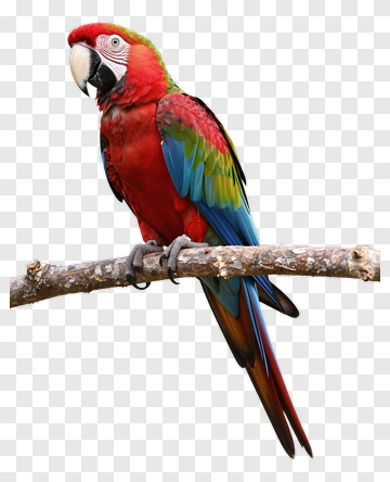 Colorful Macaw Parrot Perched On A Branch PNG