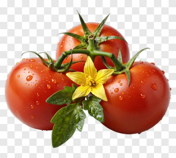 Fresh Tomatoes With Green Leaves And Yellow Flower PNG