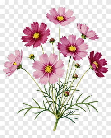 Colorful Flower Bouquet PNG