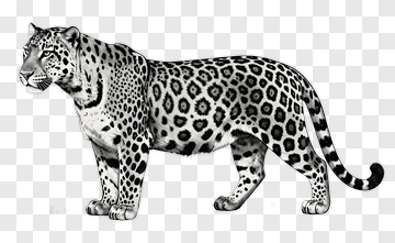Black And White Leopard Illustration PNG