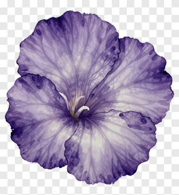 Purple Flower PNG