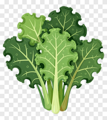 Cartoon Kale Leaves PNG