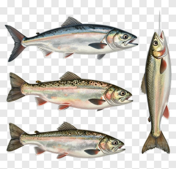 Realistic Rainbow Trout Illustrations PNG