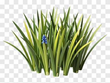 Green Grass With Blue Flower PNG