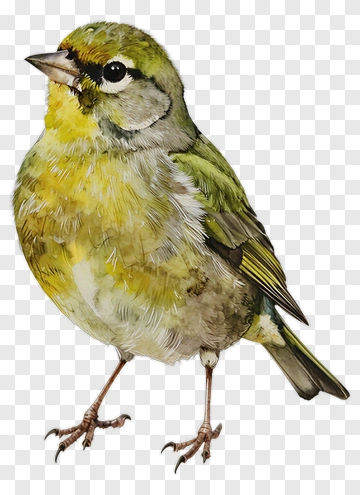 Illustration Of A Green Bird PNG