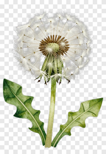 Watercolor Dandelion Flower PNG