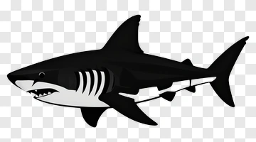 Cartoon Shark PNG