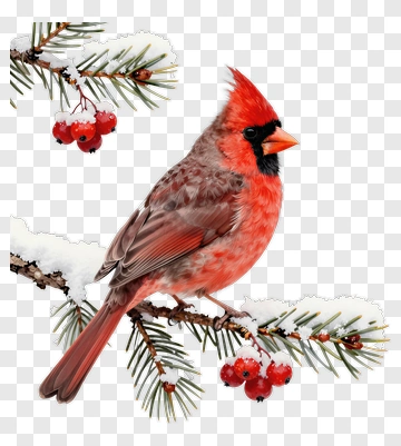 Red Cardinal On Pine Branch With Berries PNG