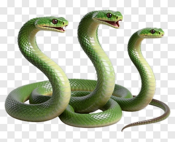 Three-Headed Green Snake PNG