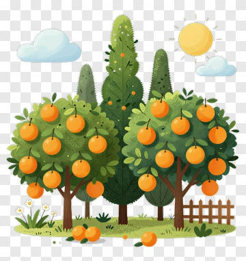 Orchard With Orange Trees And Sun PNG