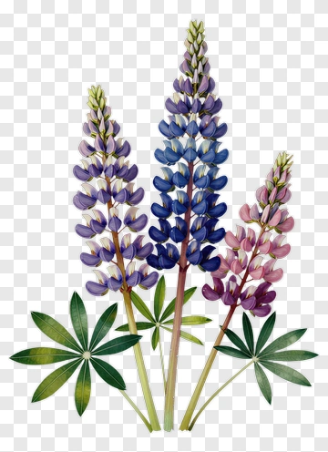 Colorful Lupine Flowers PNG