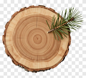 Wooden Tree Stump With Pine Branch PNG
