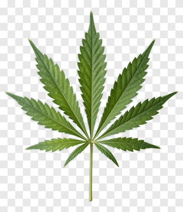 Green Cannabis Leaf PNG