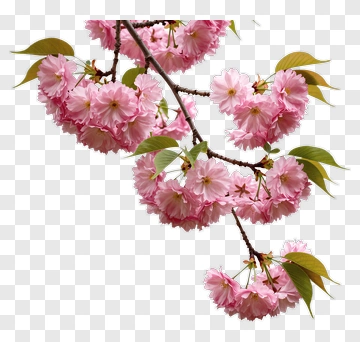 Pink Cherry Blossom Branch PNG