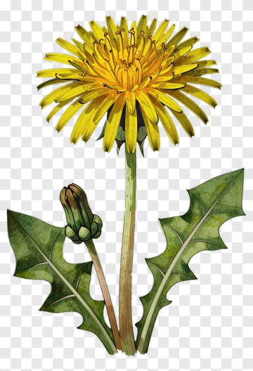 Illustration Of A Dandelion Flower PNG