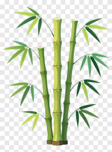 Bamboo Plant PNG