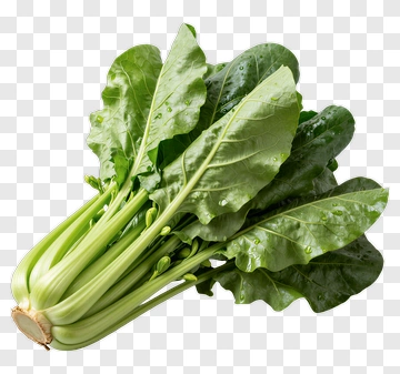 Fresh Green Spinach Bunch PNG