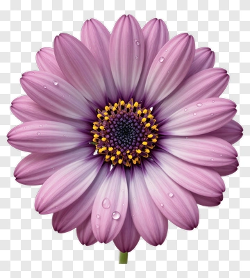 Pink Flower With Dew Drops PNG