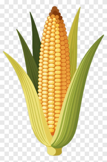 Corn On The Cob PNG