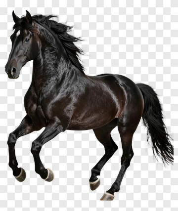 Black Horse Running PNG