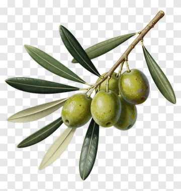 Olive Branch With Green Olives PNG