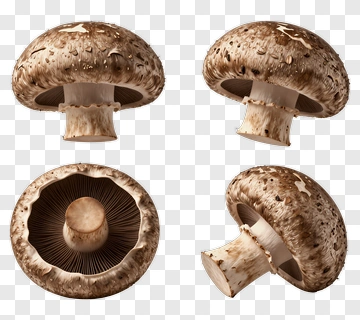 Brown Mushroom PNG