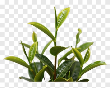 Green Tea Plant PNG
