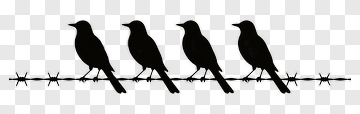 Silhouette Birds On A Barbed Wire PNG