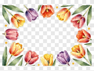 Colorful Tulip Frame PNG