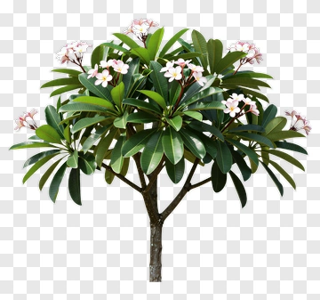 Flowering Tree PNG