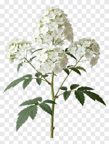 White Flower Bouquet PNG