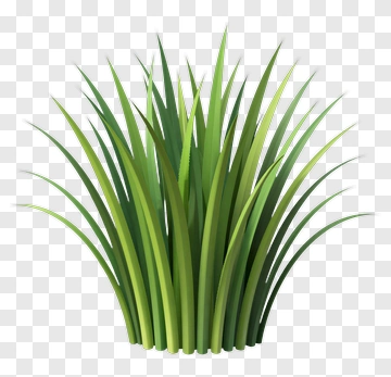 Green Grass PNG