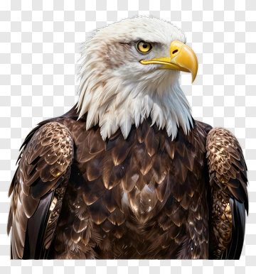 Realistic Bald Eagle Portrait PNG