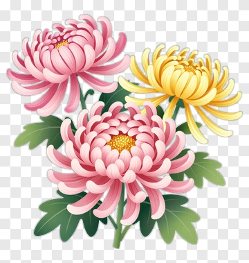 Colorful Chrysanthemum Flowers PNG