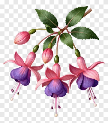 Fuchsia Flowers With Green Leaves PNG