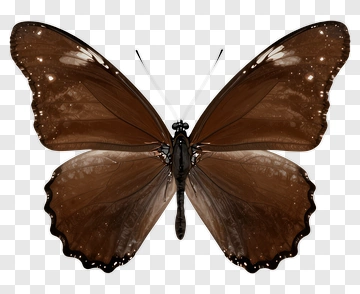 Brown Butterfly PNG