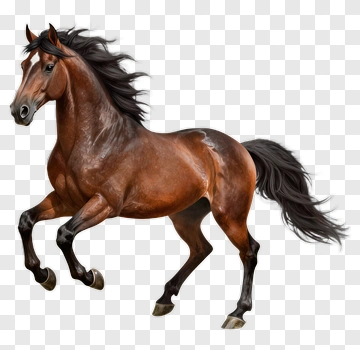 Brown Horse Running PNG