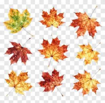 Colorful Autumn Maple Leaves PNG