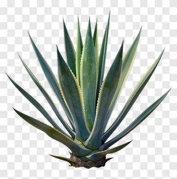 Agave Plant PNG