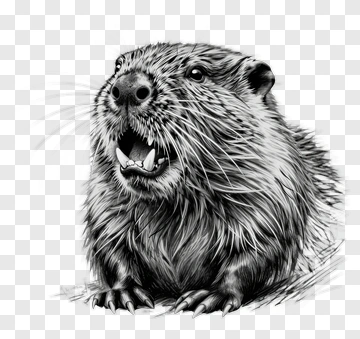 Realistic Beaver Illustration PNG