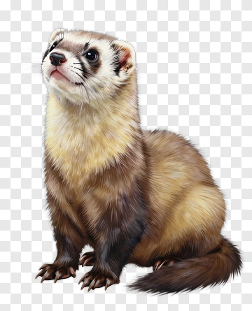 Realistic Ferret Sitting Upright PNG
