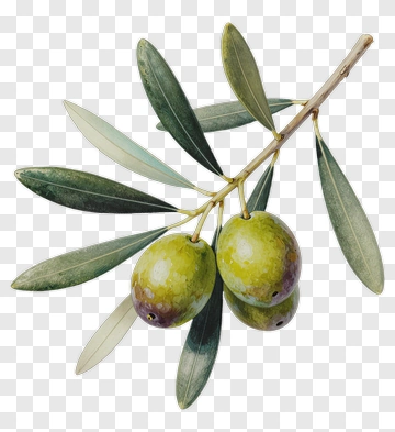 Olive Branch With Green Olives PNG