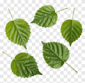 Green Leaves Collection PNG