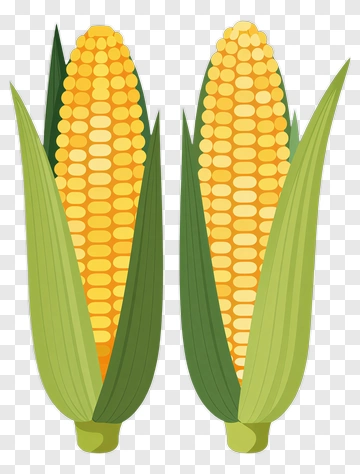 Corn On The Cob PNG