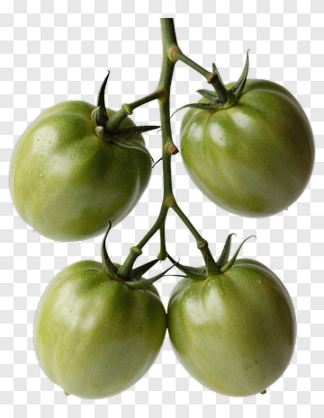 Green Tomatoes On A Vine PNG