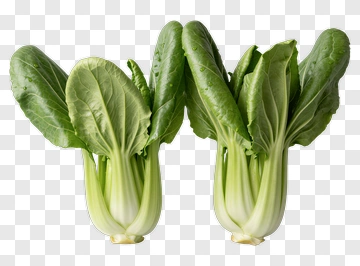 Fresh Bok Choy PNG